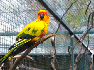 yellow parrot
