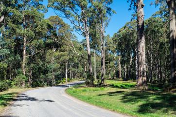 A winding gravel road through a eucalyptus forest near Warburton, Australia.