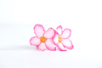 Naklejka na ściany i meble Tropical flower Pink Adenium or Desert rose on white background
