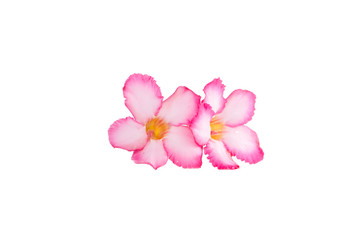 Fototapeta na wymiar Tropical flower Pink Adenium or Desert rose on white background