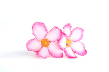 Obraz na płótnie Canvas Tropical flower Pink Adenium or Desert rose on white background