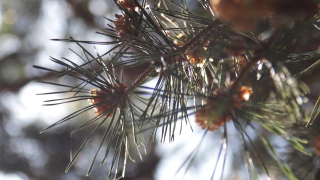 Pine Needles With Bokeh; Some pine needles moved by the gentle wind.
