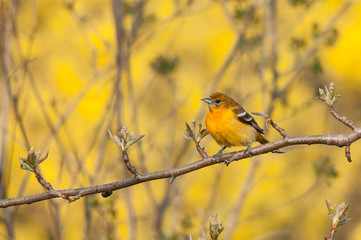 Baltimore Oriole, female