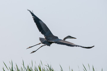 Great Blue Heron