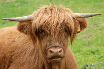 Tête de vache highland
