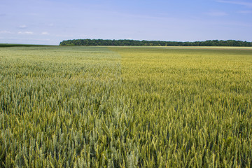 wheat field on a summer day