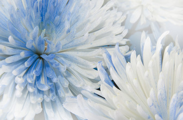 Obraz premium Flower