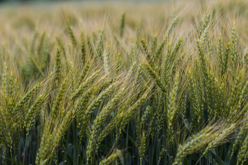 wheat field on a summer day