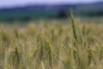wheat field on a summer day
