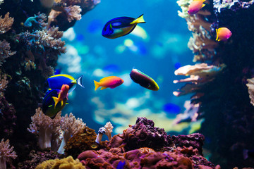 beautiful underwater world with corals and tropical fish