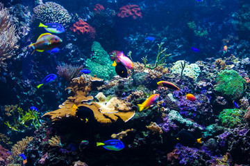 Fototapeta na wymiar beautiful underwater world with corals and tropical fish