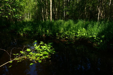 Fototapeta na wymiar The island green leaves of water lilies 