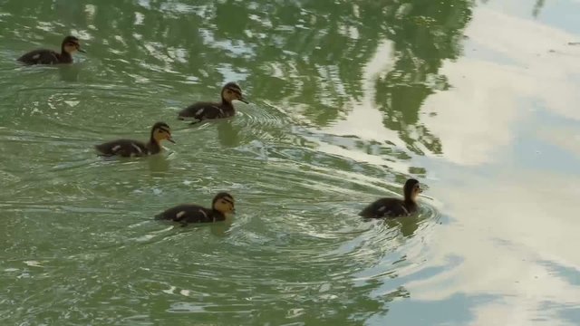 PATITOS MAM&Aacute;
plano seguimiento de patitos y su madre nadando en un lago