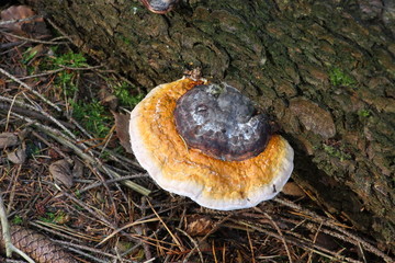 Rotrandiger Baumschwamm 3 - Fomitopsis pinicola