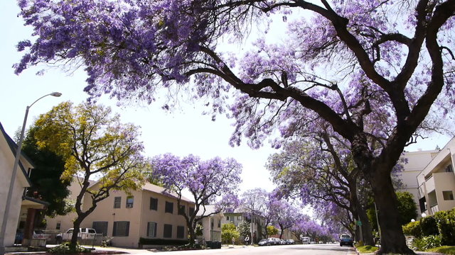 Jacaranda Tree at full bloom in Southern California streets