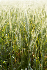 Wheats grains field background
