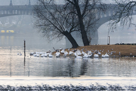 Swans on an island in River Vltava, Prague