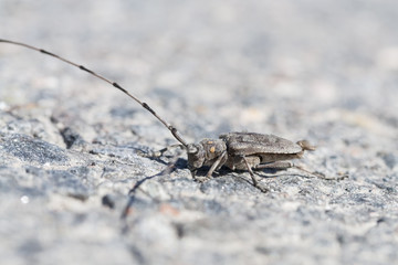 Close up of a Timberman Beetle