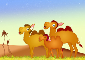family camels