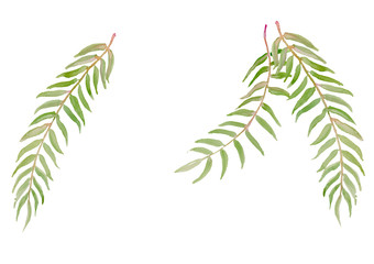 fern watercolor illustration background © tukkata88