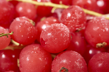 Hintergrund aus tiefgefrorenen Johannisbeeren mit Stielen