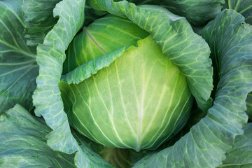 Cabbage plant