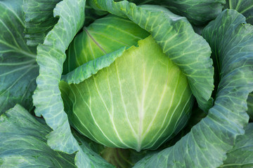 Obraz premium Cabbage plant
