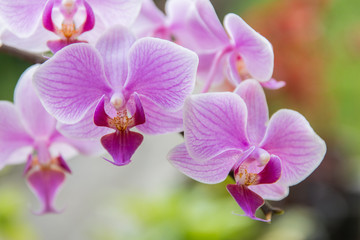 Obraz na płótnie Canvas Purple flowers close up.