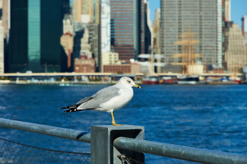 Seagull with Manhattan in background.