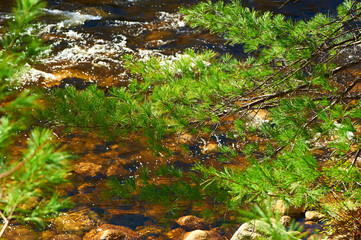 Swift River in White Mountain National Forest