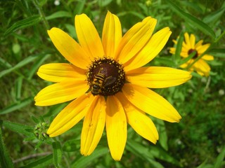 Bee on Black-eyed Susan