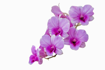 Purple orchids on white