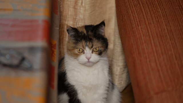 GATO BOSTEZAR HEMBRA SIMETR&Iacute;A
Plano fijo c&aacute;mara en mano dslr, gato bostezando mirando a los aldos