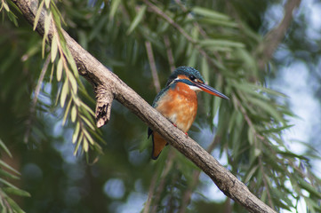 Kingfisher wait and watch
I shoot it in Central park,Calcutta,India.