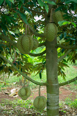 Durian grown children who are ripe on the tree can be eaten.