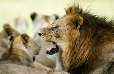 Lion  in the savanna