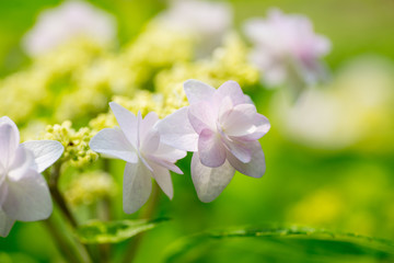 紫陽花
