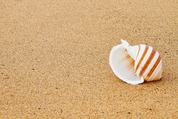 Fototapeta na wymiar Colorful sea shells on sandy beach