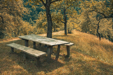 Bench Along the Pathway in the Forest