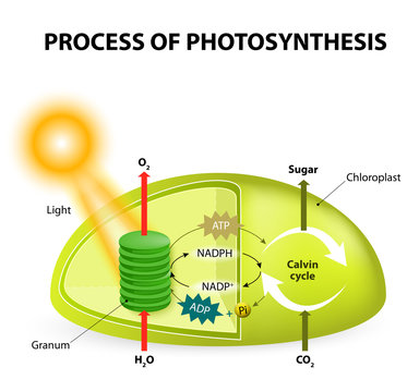Photosynthesis Diagram Images – Browse 874 Stock Photos, Vectors, and Video  | Adobe Stock