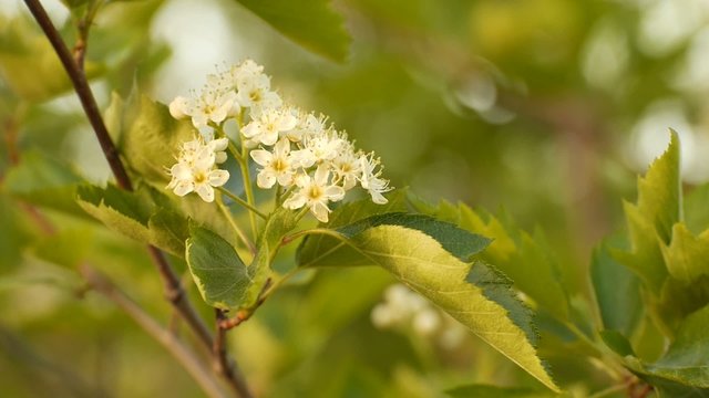 FLORES AVISPA &Aacute;RBOL
Plano de flores con avispa,panor&aacute;mica descenso flores avispa de nuevo