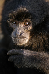 Black Gibbon named Botti  close up portrait, Bukkitingi, Sumatra
