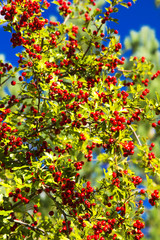 Tree with red berries