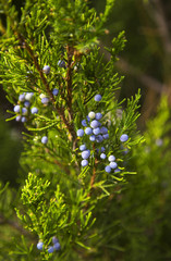 Tree with blue berries