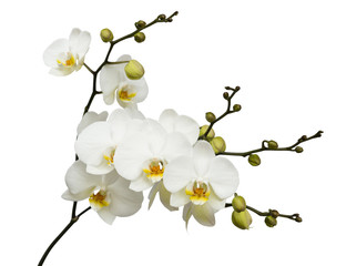 White orchid on white isolated background