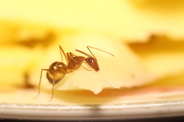 Small ant