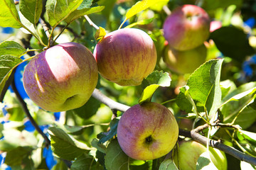 Fresh apples on the tree