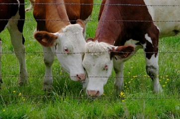 Vaches câlines