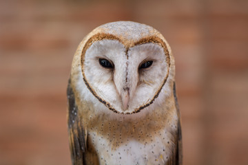 Barn Owl
