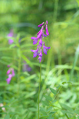 Hedysarum arcticum. The blossoming plant